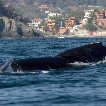 Whale Watching in Ixtapa Zihuatanejo