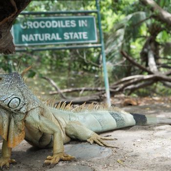 Crocodile Reserve, Playa Linda Ixtapa