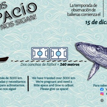 Ballenas: ¡Danos Espacio y no nos sigan!