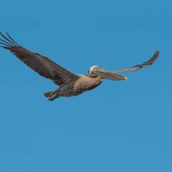 Bird Watching & Ecotourism