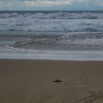 Playa Blanca Zihuatanejo