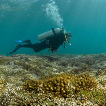 Diving in Ixtapa Zihuatanejo