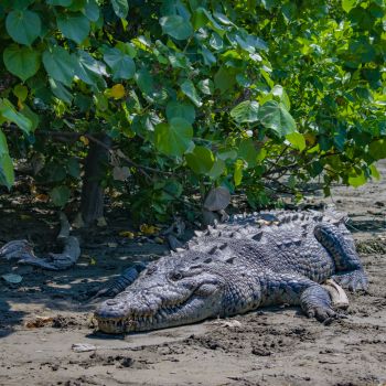 10 Cosas que debes (y no debes) hacer cuando veas un Cocodrilo en Ixtapa-Zihuatanejo