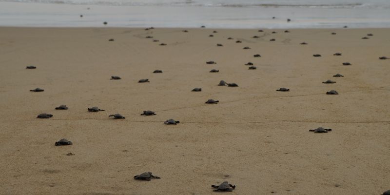Tortugas Playablanca 