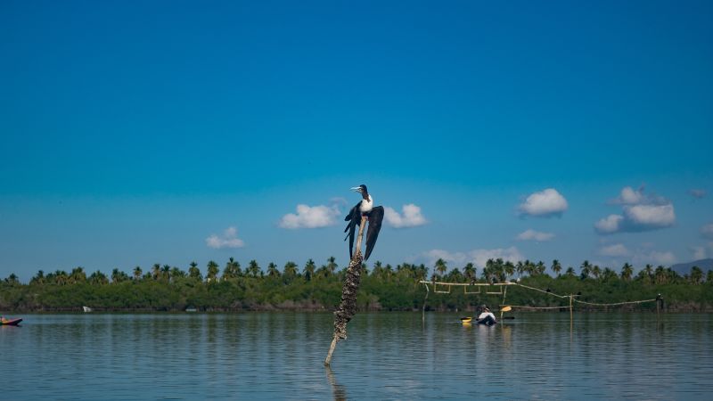 Birdwatching Zihuatanejo   