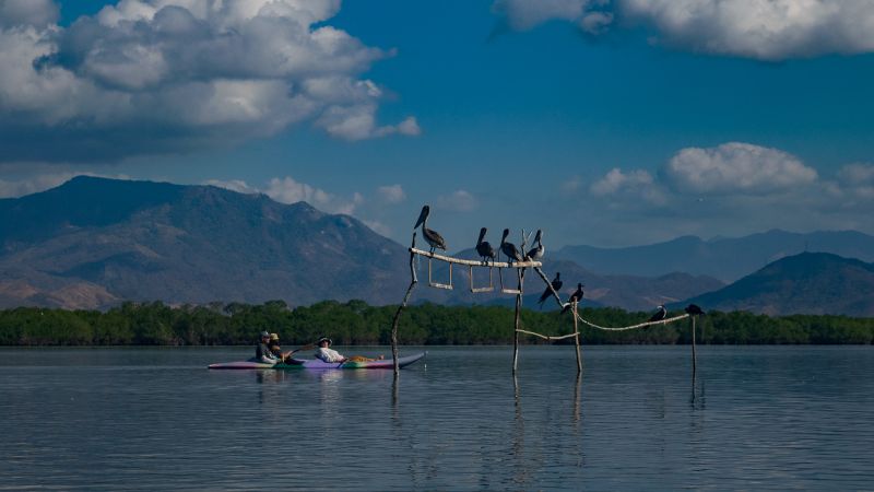 Birdwatching Zihuatanejo 