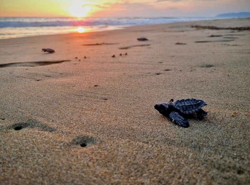 Sea Turtle Release Sea Turtle Release